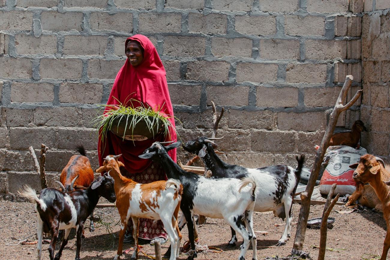 Hydroponics-grown Animal Feed Improves Livelihoods, Incomes In Nigeria