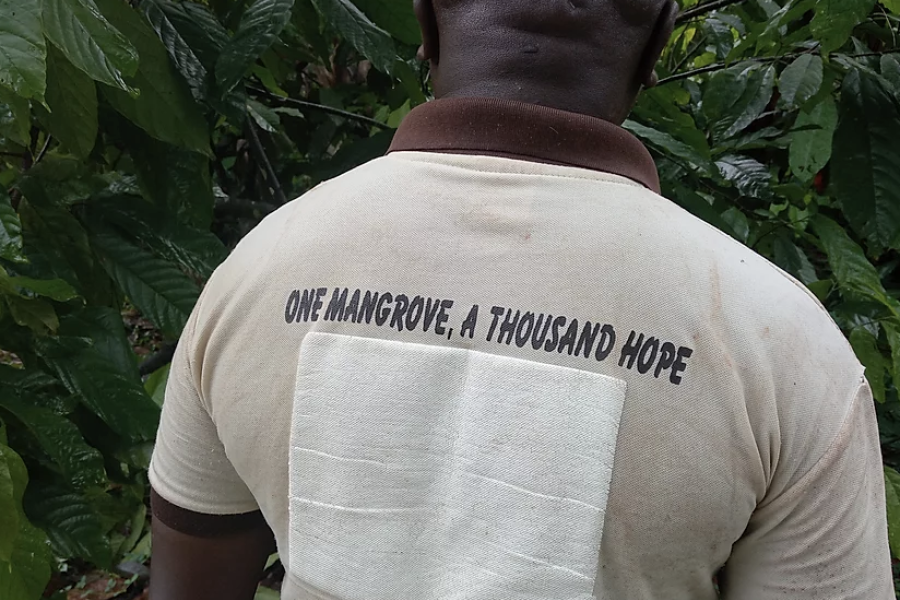 "One mangrove, a thousand hopes"- mangrove rehabilitation in Nigeria